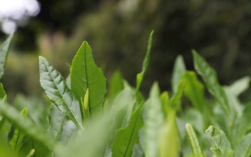茶葉大國(guó)應(yīng)用，土壤養(yǎng)分檢測(cè)儀可以對(duì)茶葉合理施肥有何等指導(dǎo)作用？