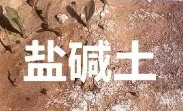 作物為什么生長不健康，用土壤EC計測測便知