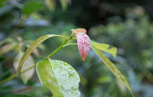 如何利用土壤墑情測(cè)量?jī)x指導(dǎo)香樟樹培育？