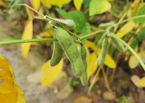 大豆種植不景氣？土壤養(yǎng)分測(cè)試儀找到了新出路