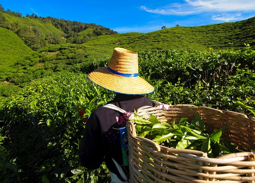 茶園里面的土壤應(yīng)該如何檢測(cè)？利用土壤儀器對(duì)茶園土壤的有效管理