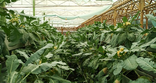 大棚土壤鹽漬化會對蔬菜種植（根、葉、果）帶來哪些危害？