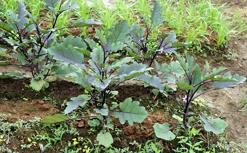 夏季育苗三個(gè)注意事項(xiàng)，了解土壤墑情很重要